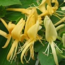 Ch�vrefeuille Hall's Prolific