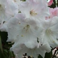 Rhododendron loderi Venus