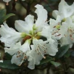 Rhododendron 'Polar Bear' - Rhododendron Polar Bear