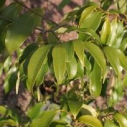 Castanopsis sieboldii 