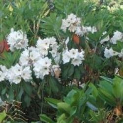 Rhododendron 'Polar Bear'