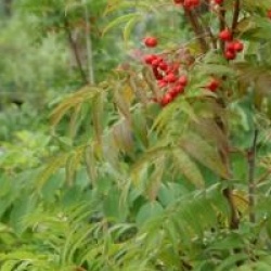 Sorbus randaiensis 