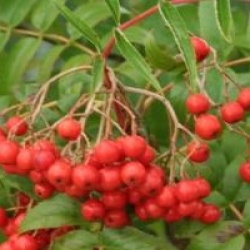 Sorbus randaiensis 