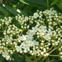 Sorbus randaiensis 