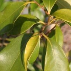 Castanopsis sieboldii  - Castanopsis sieboldii