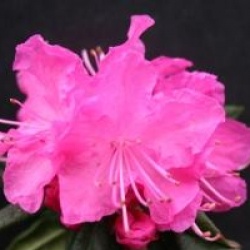 Rhododendron mucronulatum - Rhododendron mucronulatum
