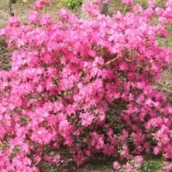 Rhododendron mucronulatum