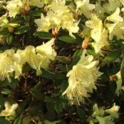 Rhododendron 'Princess Anne' - Rhododendron nain Princesse Anne