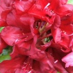 Rhododendron 'Black Magic' - Rhododendron Black Magic