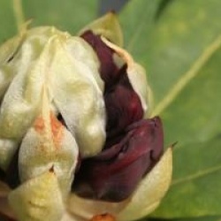 Rhododendron 'Black Magic'