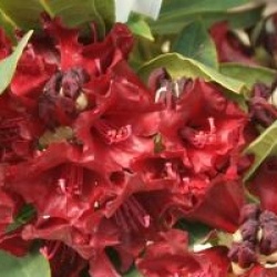 Rhododendron 'Black Magic'