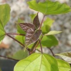 Catalpa bignonioides 