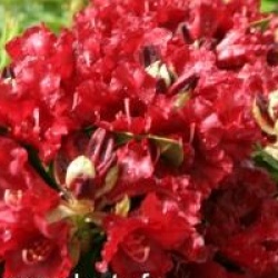 Rhododendron 'Black Magic'