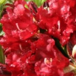 Rhododendron 'Black Magic'
