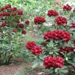 Rhododendron 'Black Magic'