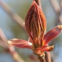 Acer platanoides 'Emerald Queen'