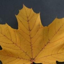 Acer platanoides 'Emerald Queen'