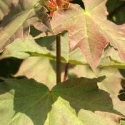 Acer platanoides 'Emerald Queen'
