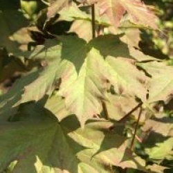 Acer platanoides 'Emerald Queen'