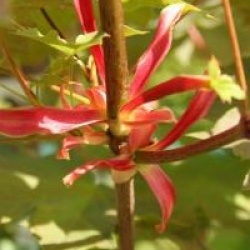 Acer platanoides 'Emerald Queen'