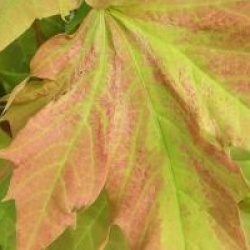 Acer platanoides 'Emerald Queen'