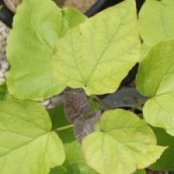 Catalpa bignonioides 