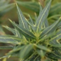 Osmanthus heterophyllus 'Sasaba' - Osmanthus Sasaba