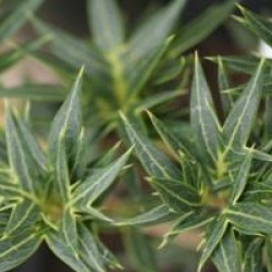 Osmanthus heterophyllus 'Sasaba'