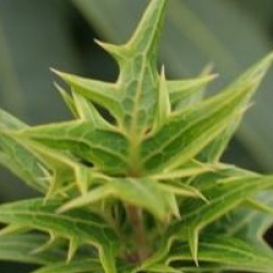 Osmanthus heterophyllus 'Sasaba'
