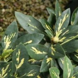 Rhododendron 'Goldfinger'