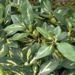 Rhododendron 'Goldfinger'