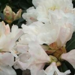 Rhododendron 'Dora Amateis' - Rhododendron nain Dora Amateis