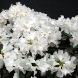 Rhododendron 'Dora Amateis'