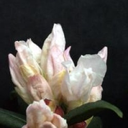 Rhododendron 'Dora Amateis'