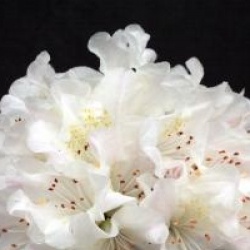 Rhododendron 'Dora Amateis'