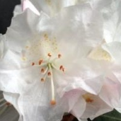 Rhododendron 'Dora Amateis'