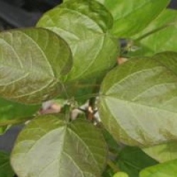 Catalpa bignonioides 
