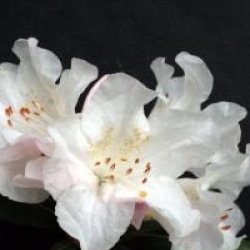Rhododendron 'Dora Amateis'