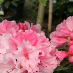 Rhododendron 'Hydon Dawn' - Rhododendron Hydon Dawn