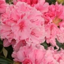 Rhododendron 'Hydon Dawn'