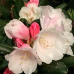 Rhododendron Koichiro Wada