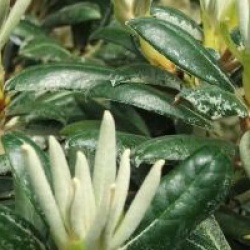 Rhododendron yakushimanum 'Koichiro Wada' 