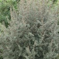 Leptospermum 'Silver Sheen'