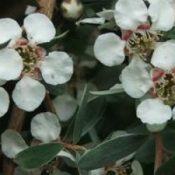 Leptospermum Silver Sheen