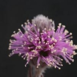 Melaleuca gibbosa  - Melaleuca gibbosa 