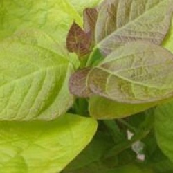 Catalpa bignonioides 'Aurea'