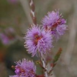 Melaleuca gibbosa 