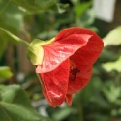 Abutilon Ashford Red