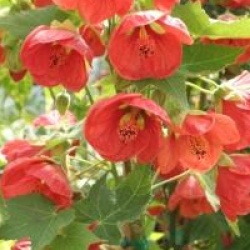 Abutilon 'Ashford Red'