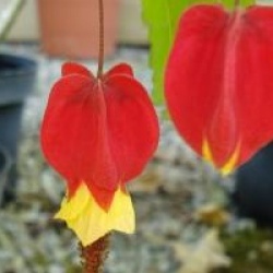 Abutilon megapotamicum 